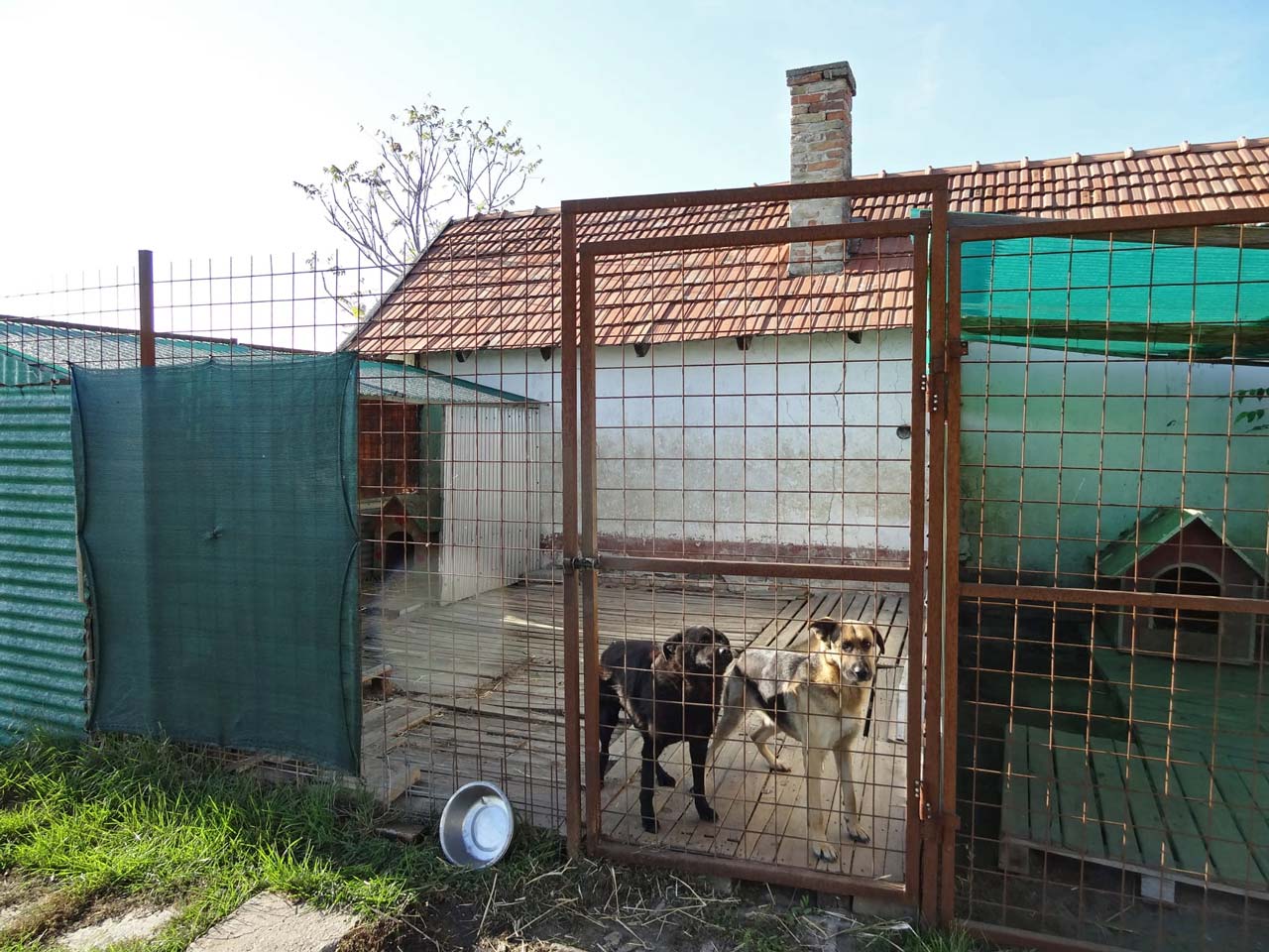 Zwei Hunde im Freien hinter einem Gittertor in einem Hundeunterstand.