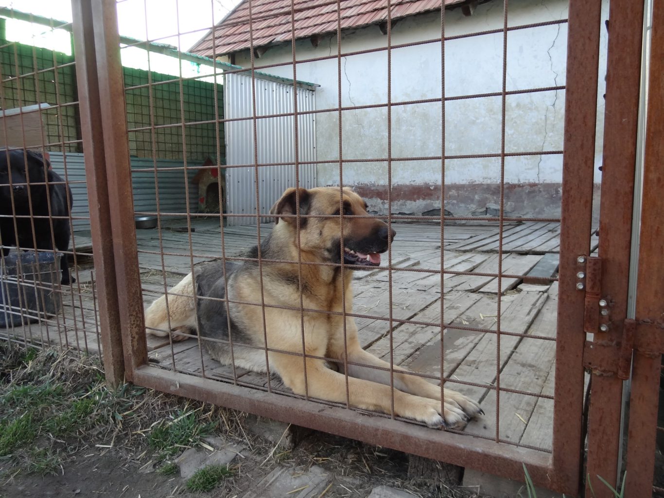 Ein großer Hund liegt entspannt hinter einem Gitterzaun in einem Zwinger.