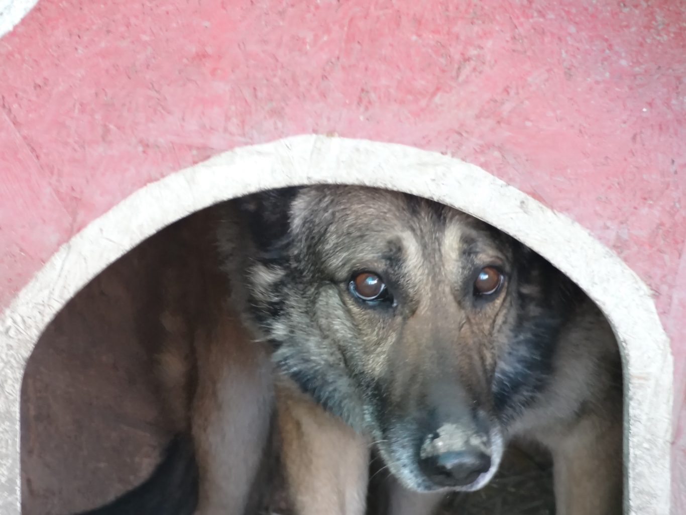 Ein Hund schaut aus seiner Hundehütte.