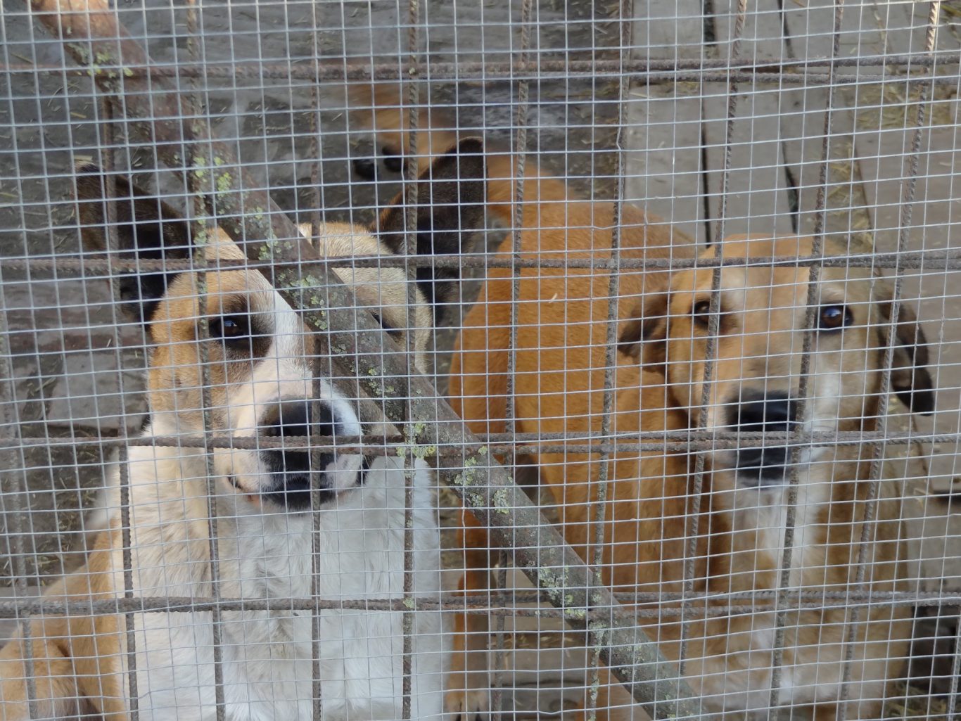 Zwei Hunde stehen hinter einem Gitter, schauen aufmerksam nach draußen.