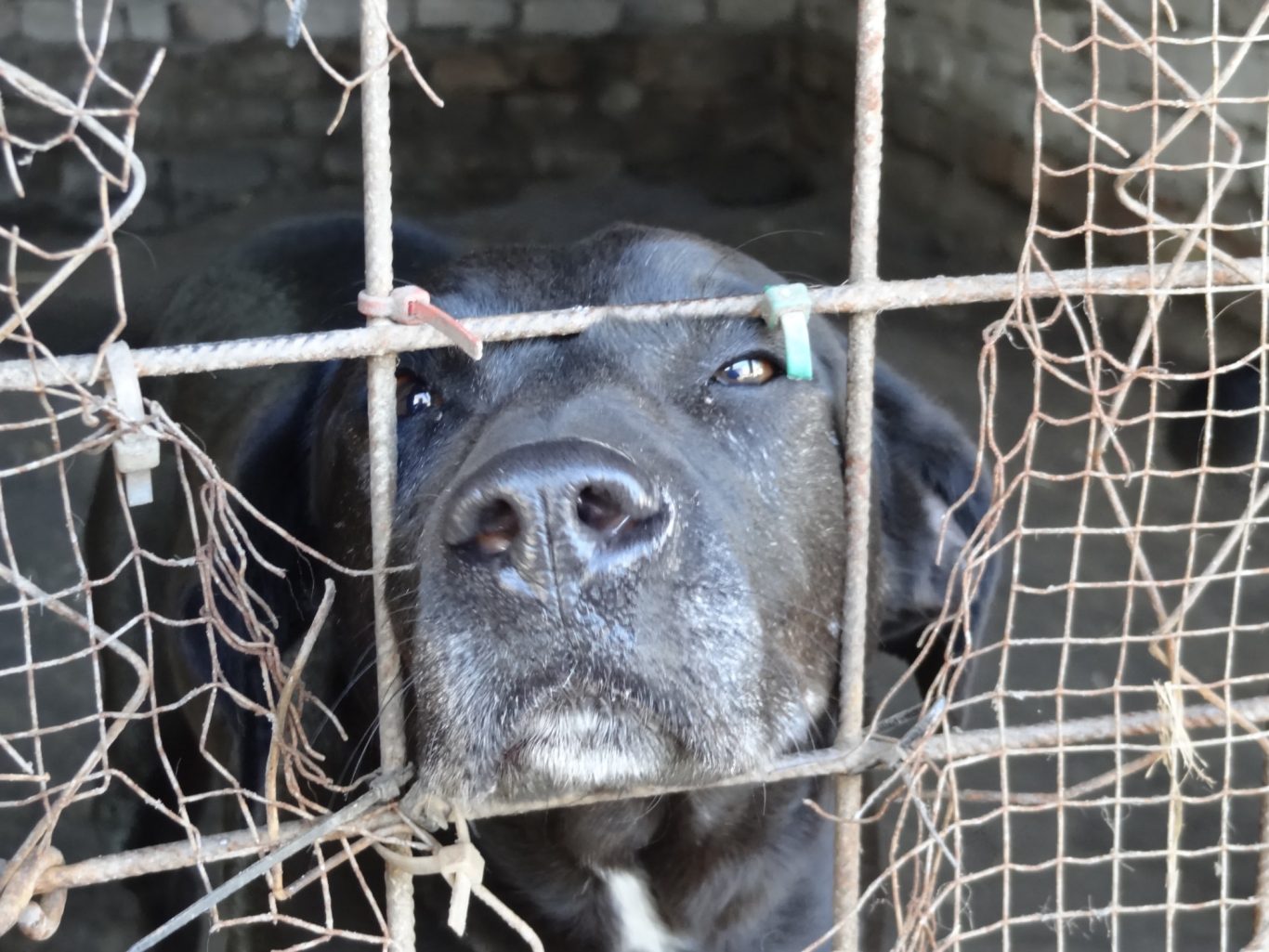 Schwarzer Hund schaut traurig durch einen verrosteten Käfig.