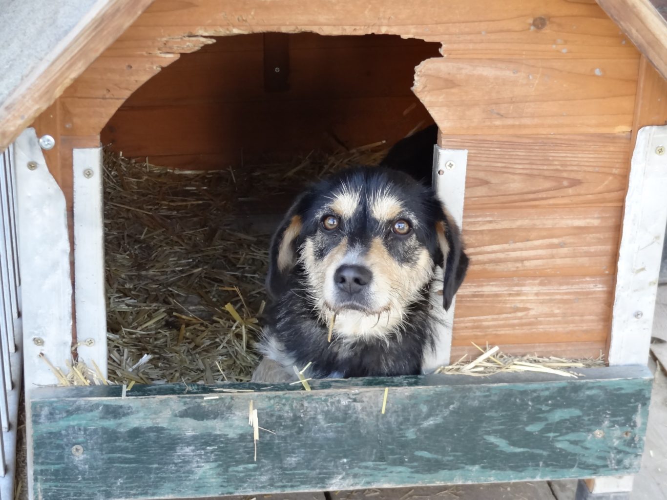 Schwarzer Hund mit braunen Flecken schaut aus einer Hundehütte.