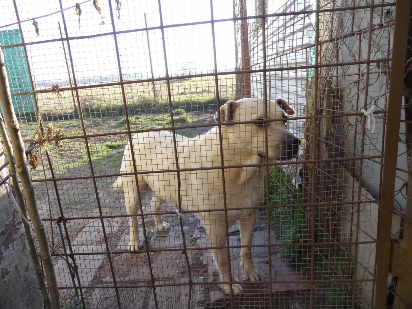 Weißer Hund in einem Käfig, schaut nach draußen.